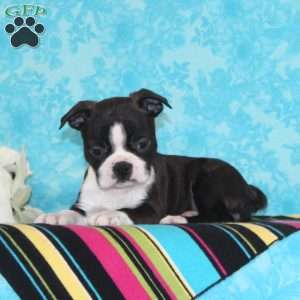 Cherry, Boston Terrier Puppy
